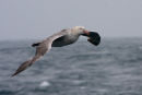 Northern Giant Petrel